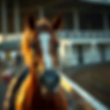 A close-up of a horse in a paddock before a race